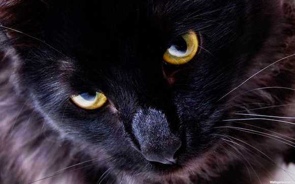 Черная кошка