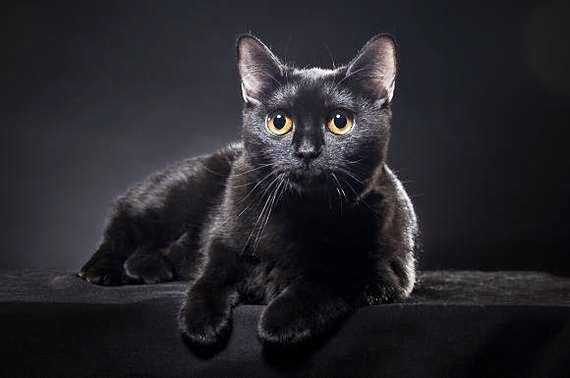 Бомбейская кошка