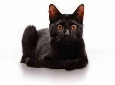 Бомбейская кошка