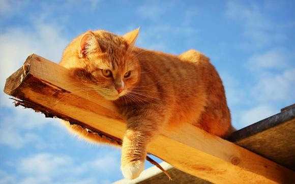 Рыжиий кот