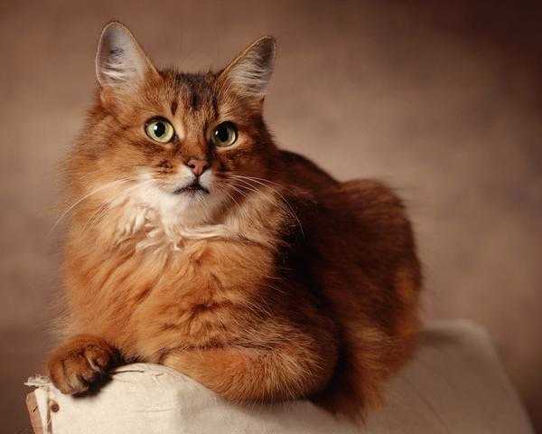 Сомалийская кошка Сомалийская кошка